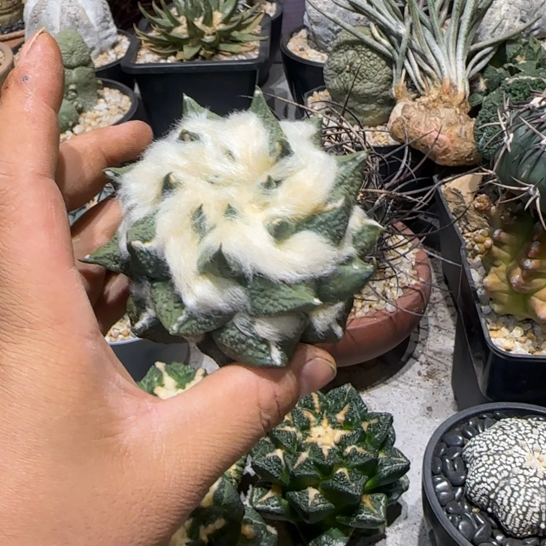 敝***履仙人球特价一颗150