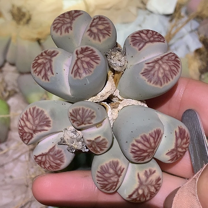 精品多肉植物精品多肉菊
