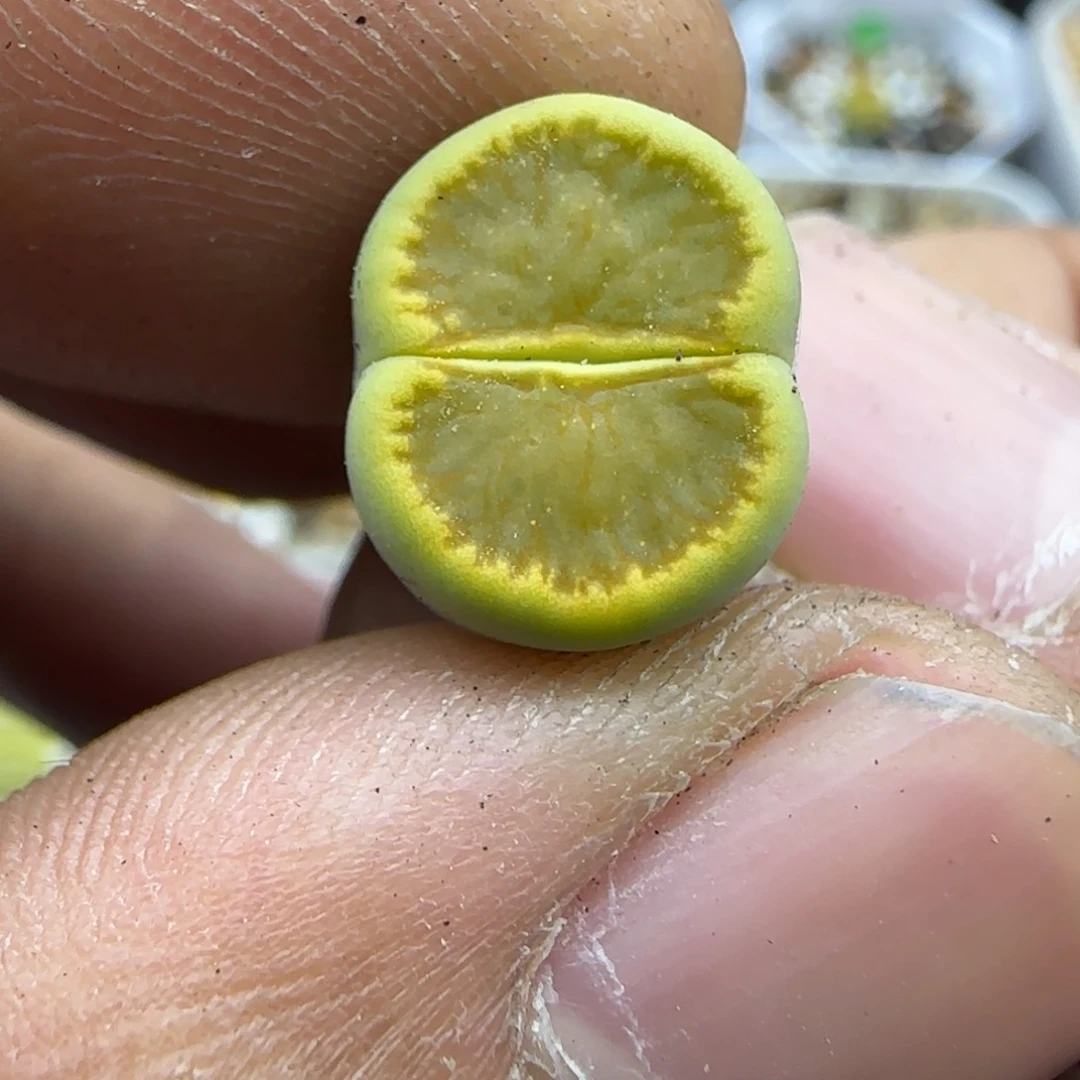 863 生石花大棚直播