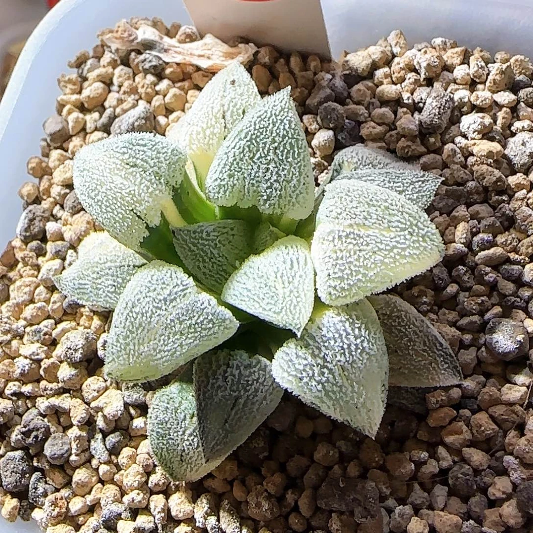 195号特白磨面锦 5.2 厘米左右一物一拍带盆发货