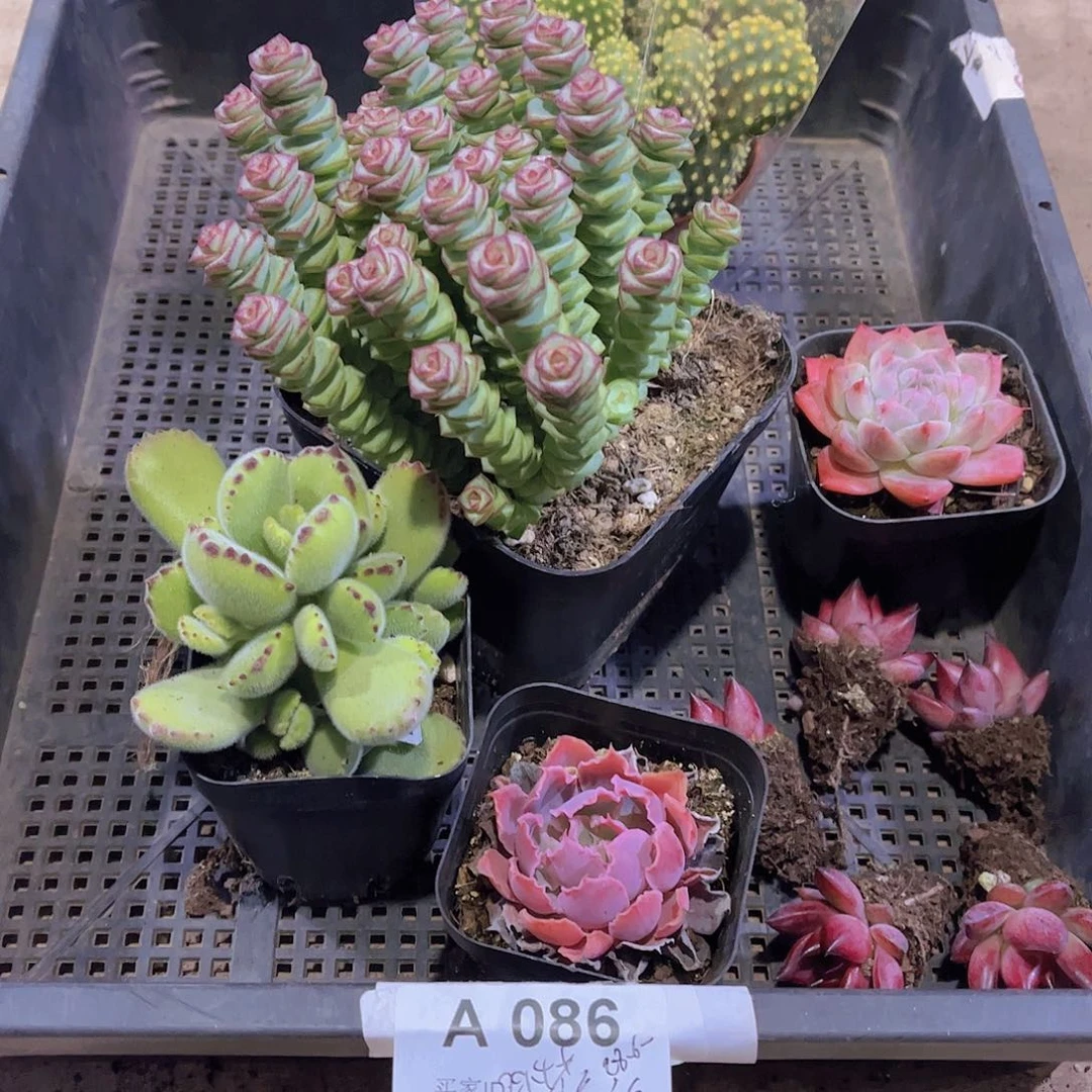 多肉086多肉植物