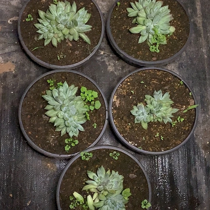 重楼群生包邮福利下单