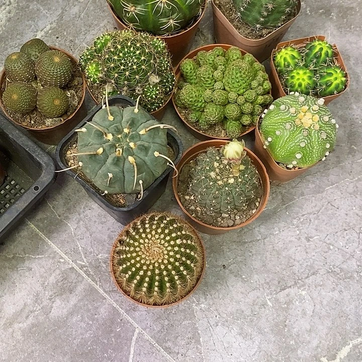 ℒ****一物一拍11棵x r q w