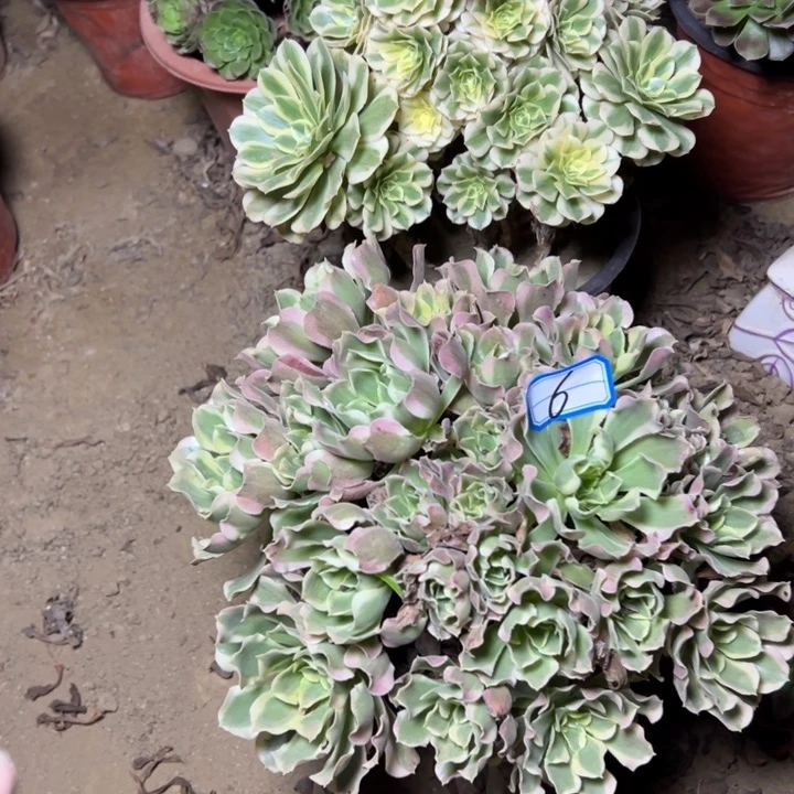 多肉植物两个法师6