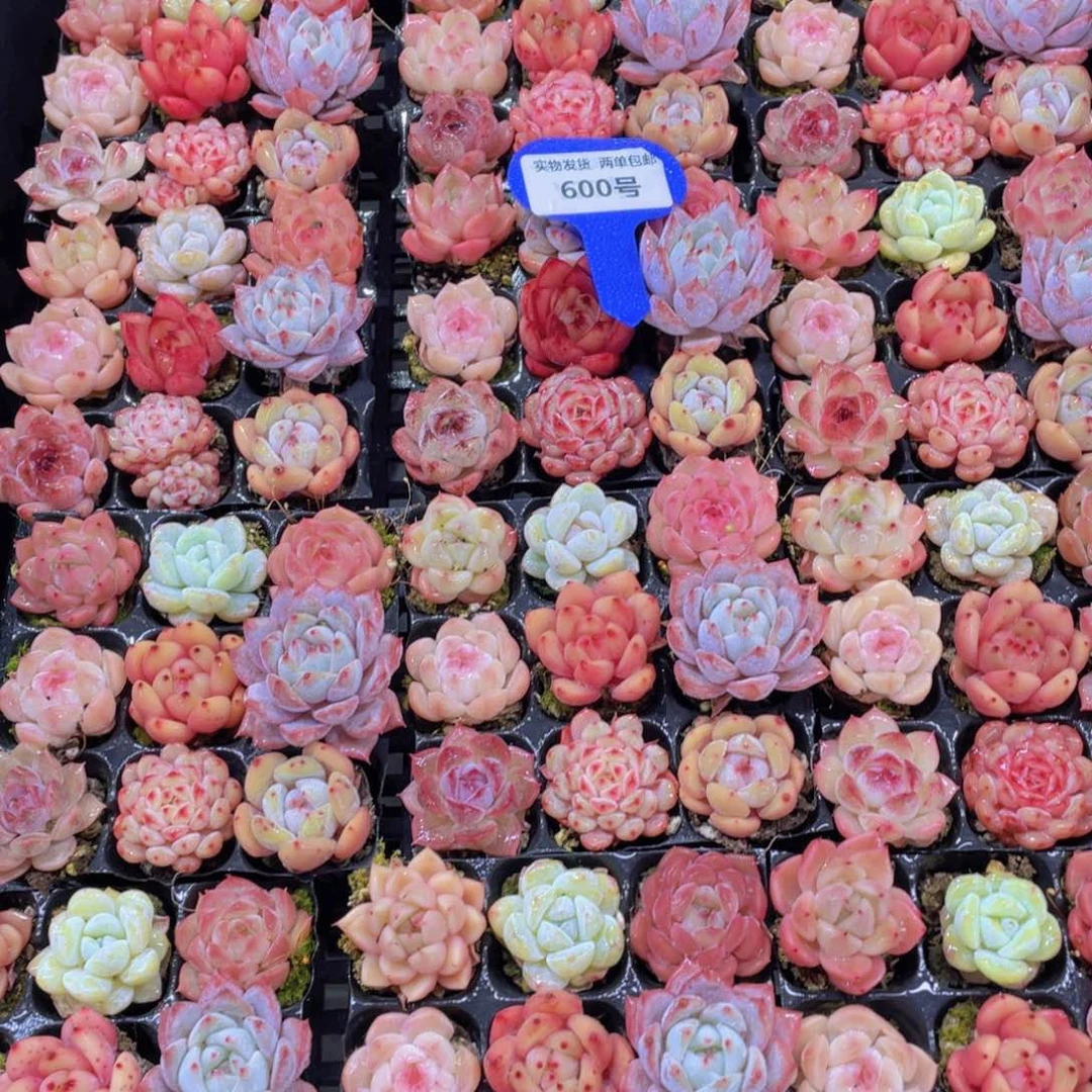 600号 全状态小可爱美肉九个