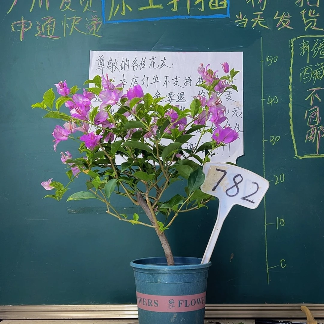 当前无花栽培后可以开花雪紫782