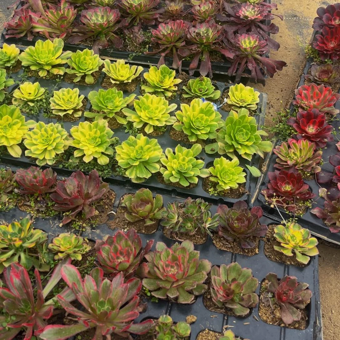 小苗多肉植物捧花的11