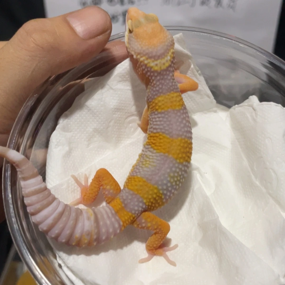 豹纹守宫橘白橘白