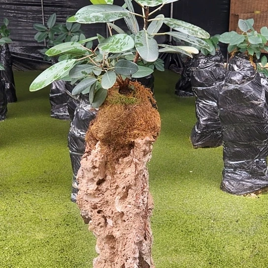 无花朵上水石吸水石