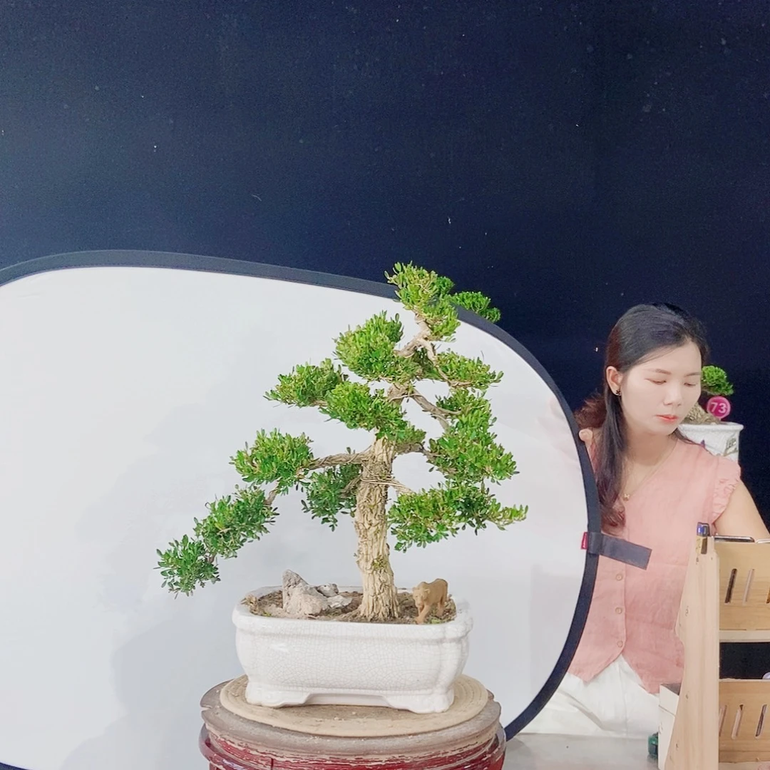 当前无花朵，栽培后可花朵