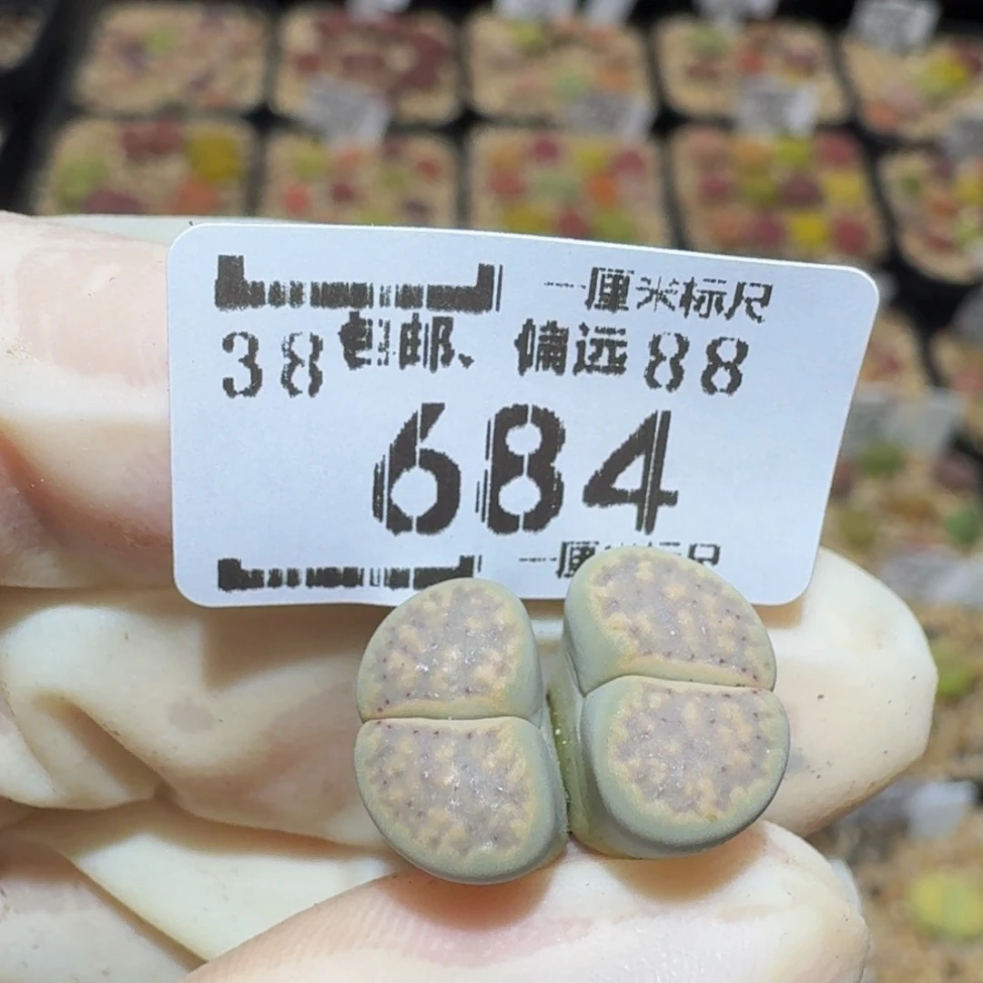 夕***聊Ssss精品生石花684