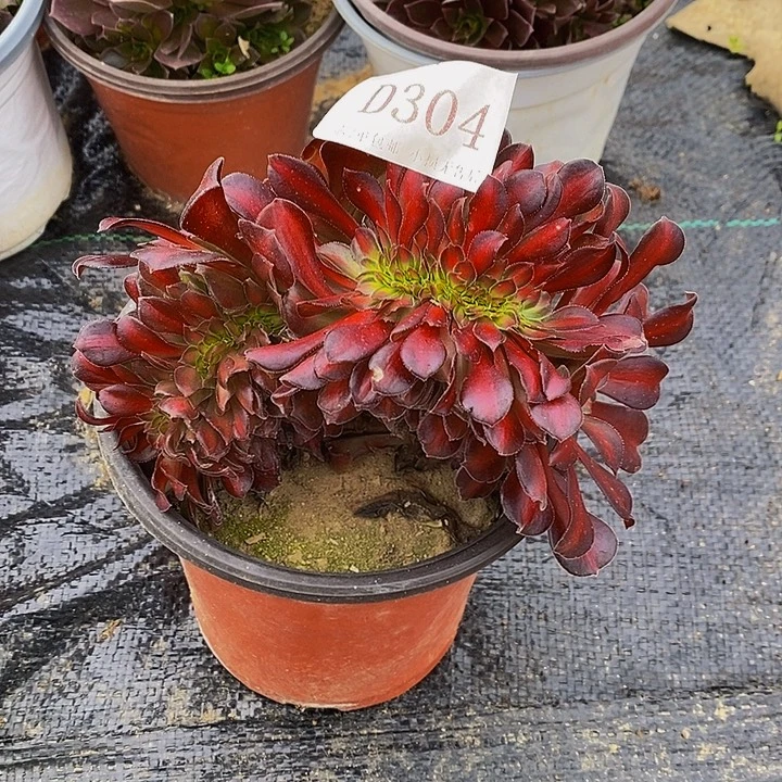 304花纳多肉缀化植物