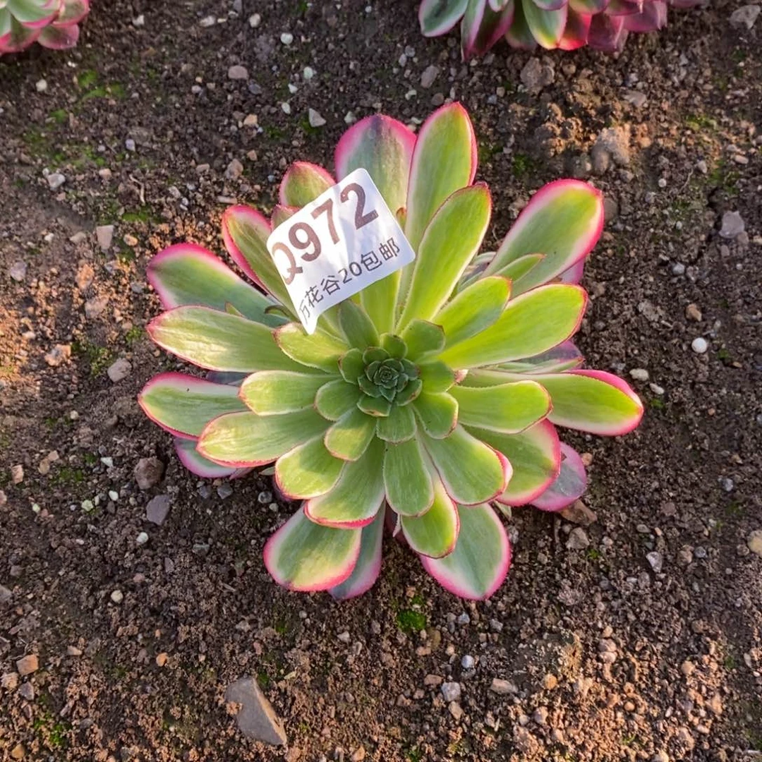 972倾城满崽12厘米量拍多肉