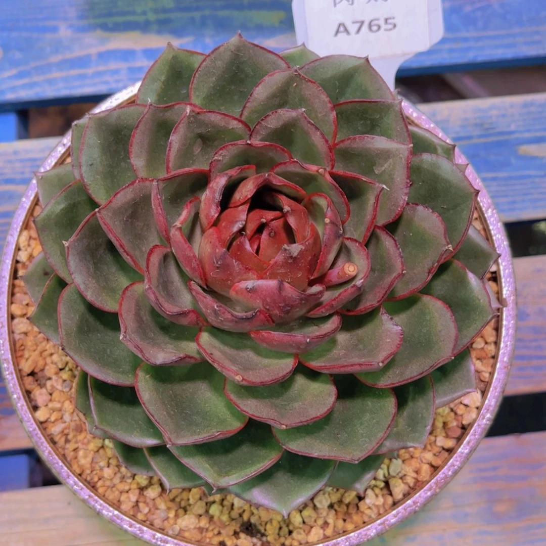 博拉图Ａ７６５一颗一物一拍