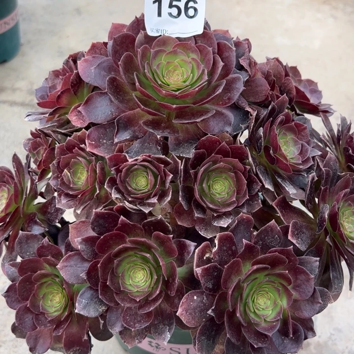 156赤焰莲30厘米左右