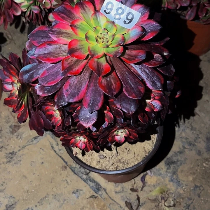 686火烧云多肉植物处理不售后