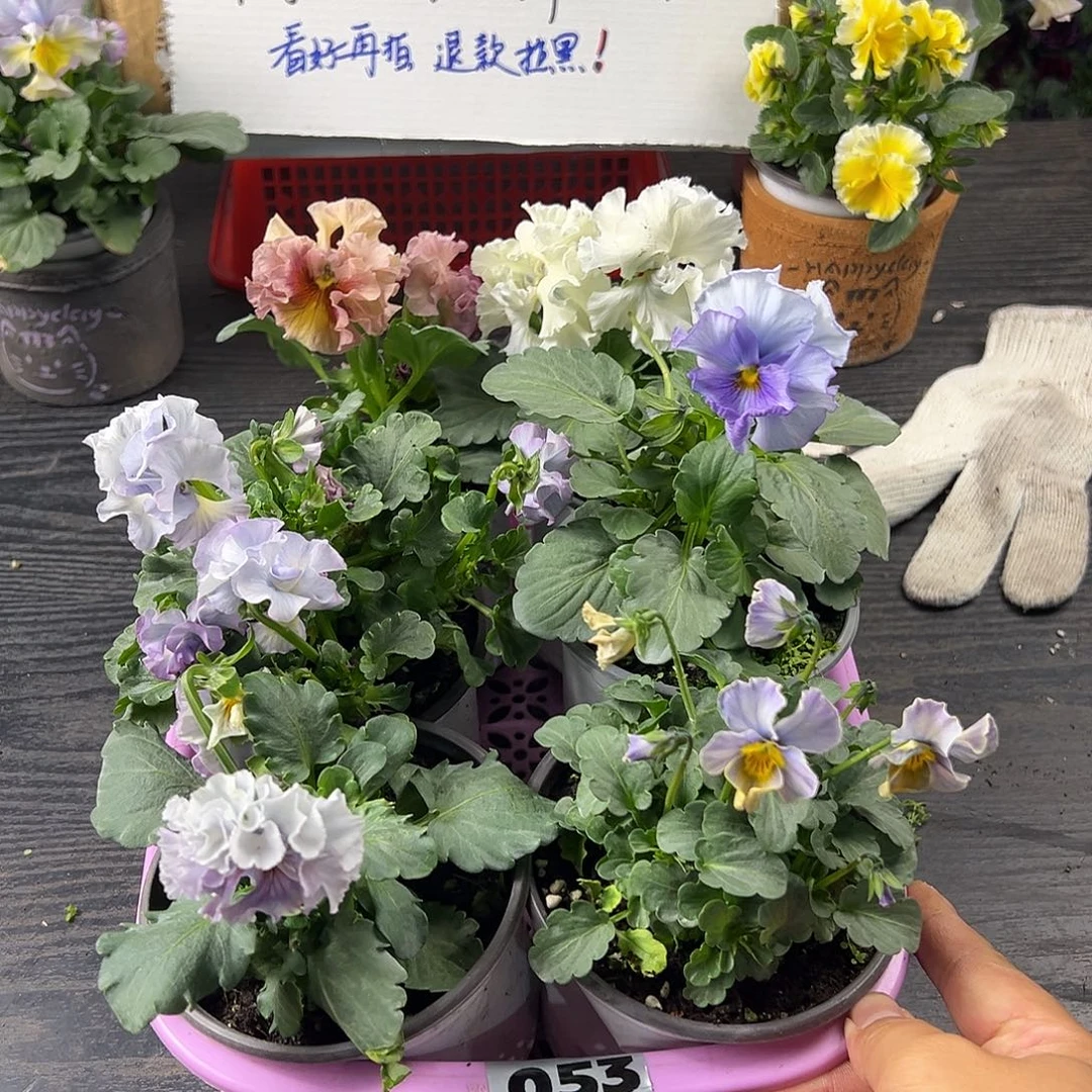 大部分花苞少量开放053号