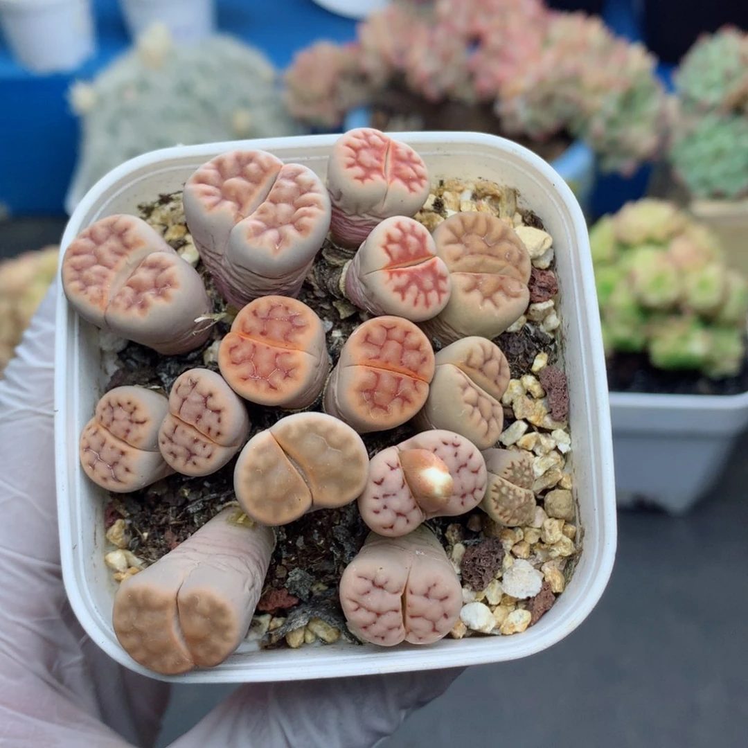 58包邮  群生不包整13