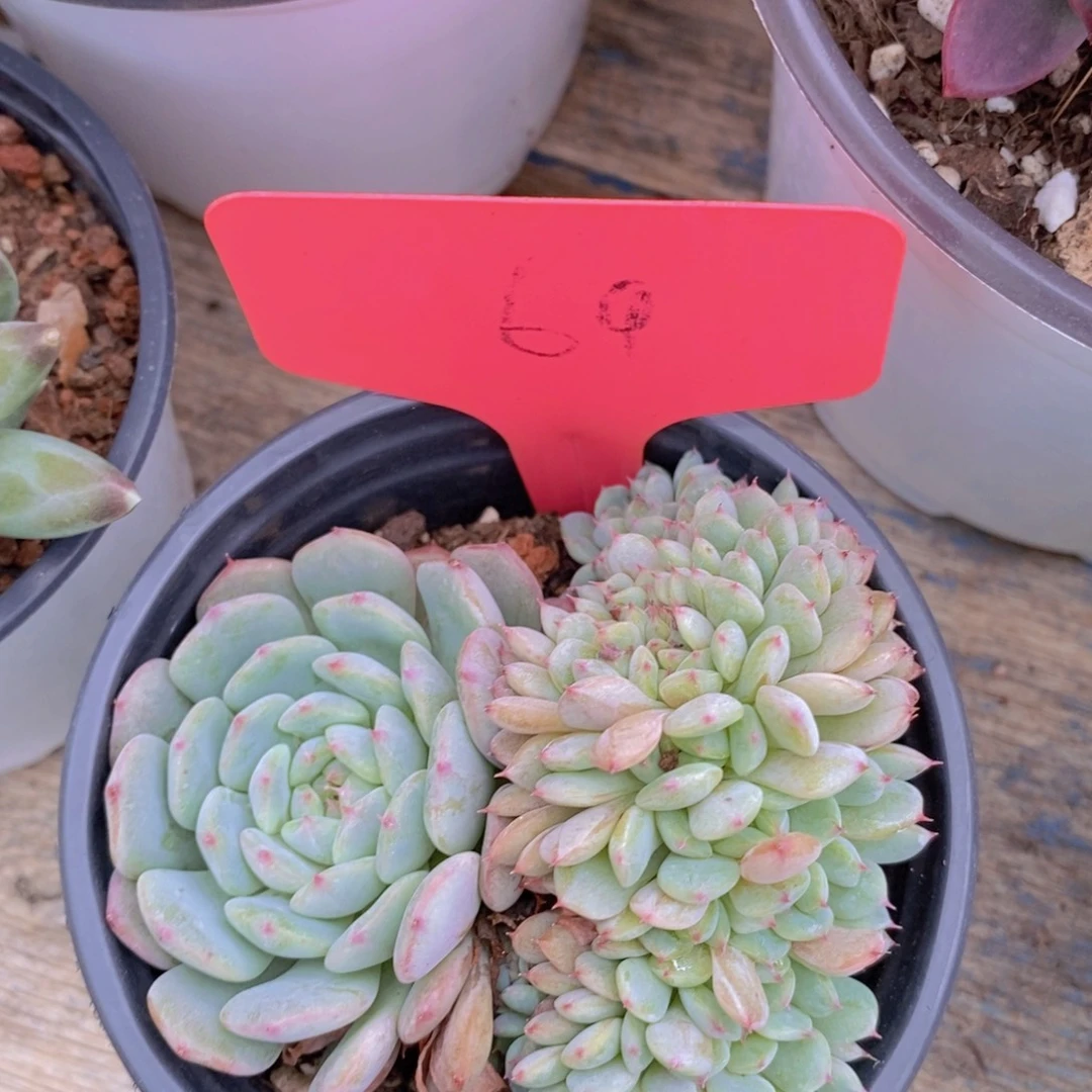 清位置，放寄养，仅限1.5天发货