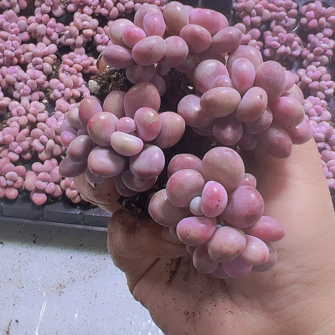 双头糖果桃蛋10个19包邮