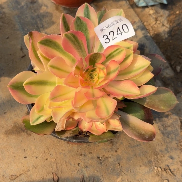 香妃多肉法师3240