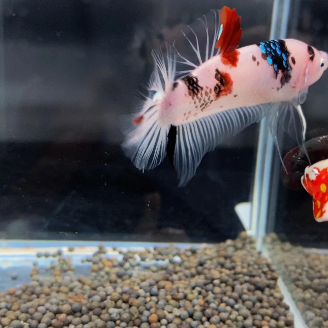 斗鱼419巨斗巨斗