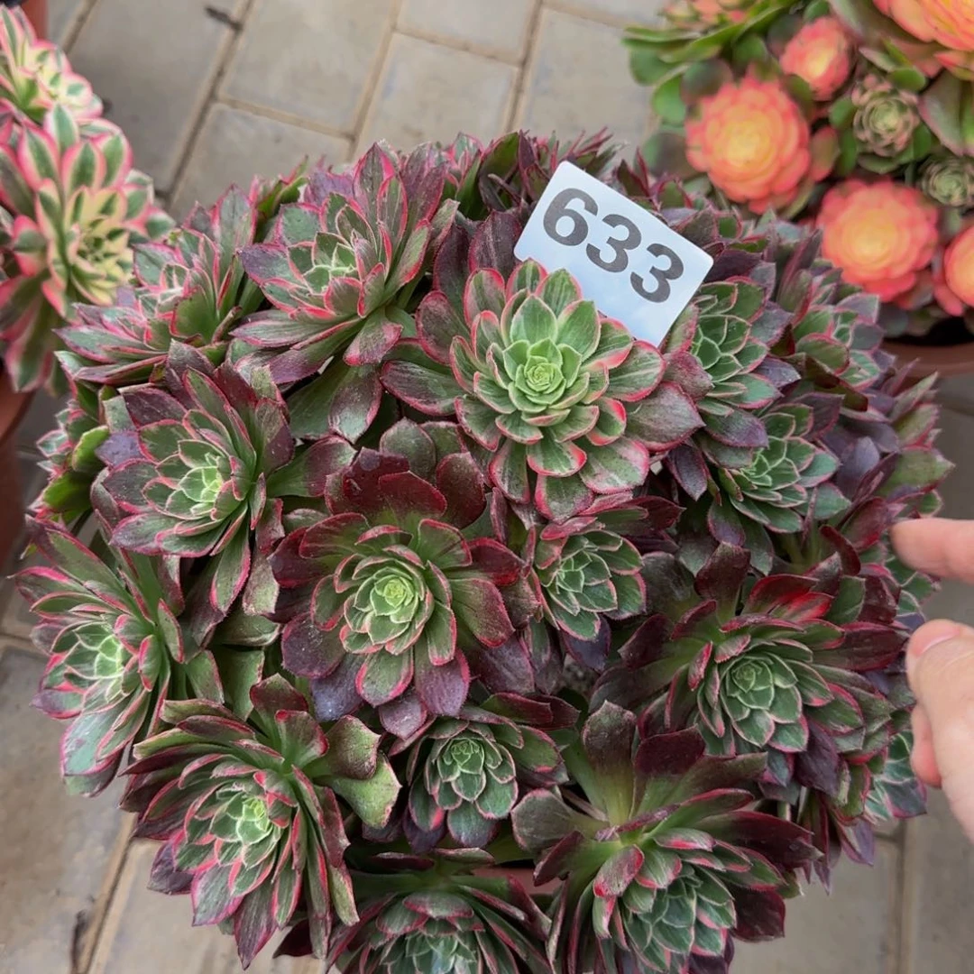 无***无法师万花筒633