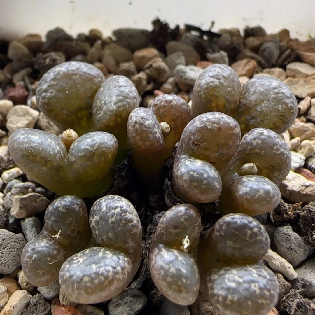 11-9-10-3当天满38包邮全窗泡泡勋章脱土