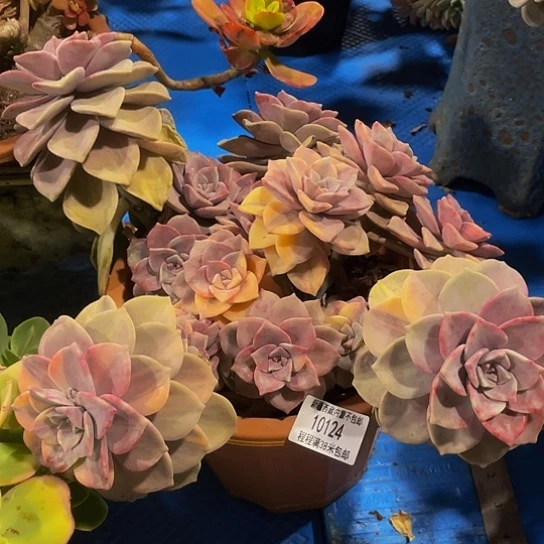 九**莉紫乐锦10124多肉