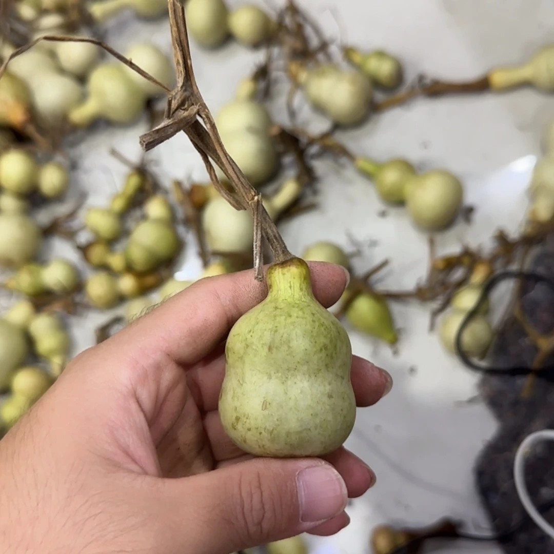 ****潘葫芦djdjdjsjsjsnssnsns