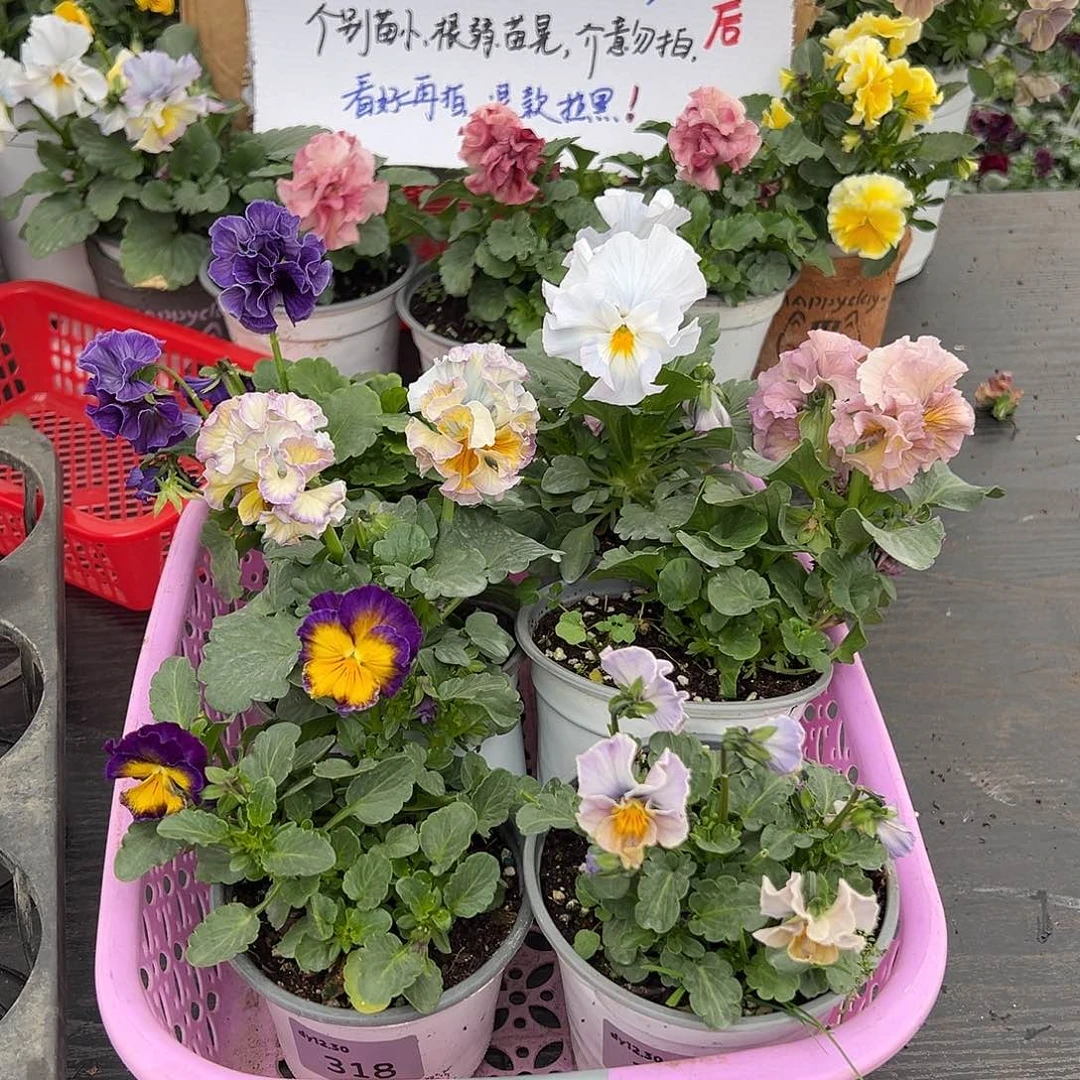 大部分花苞少量开放213号