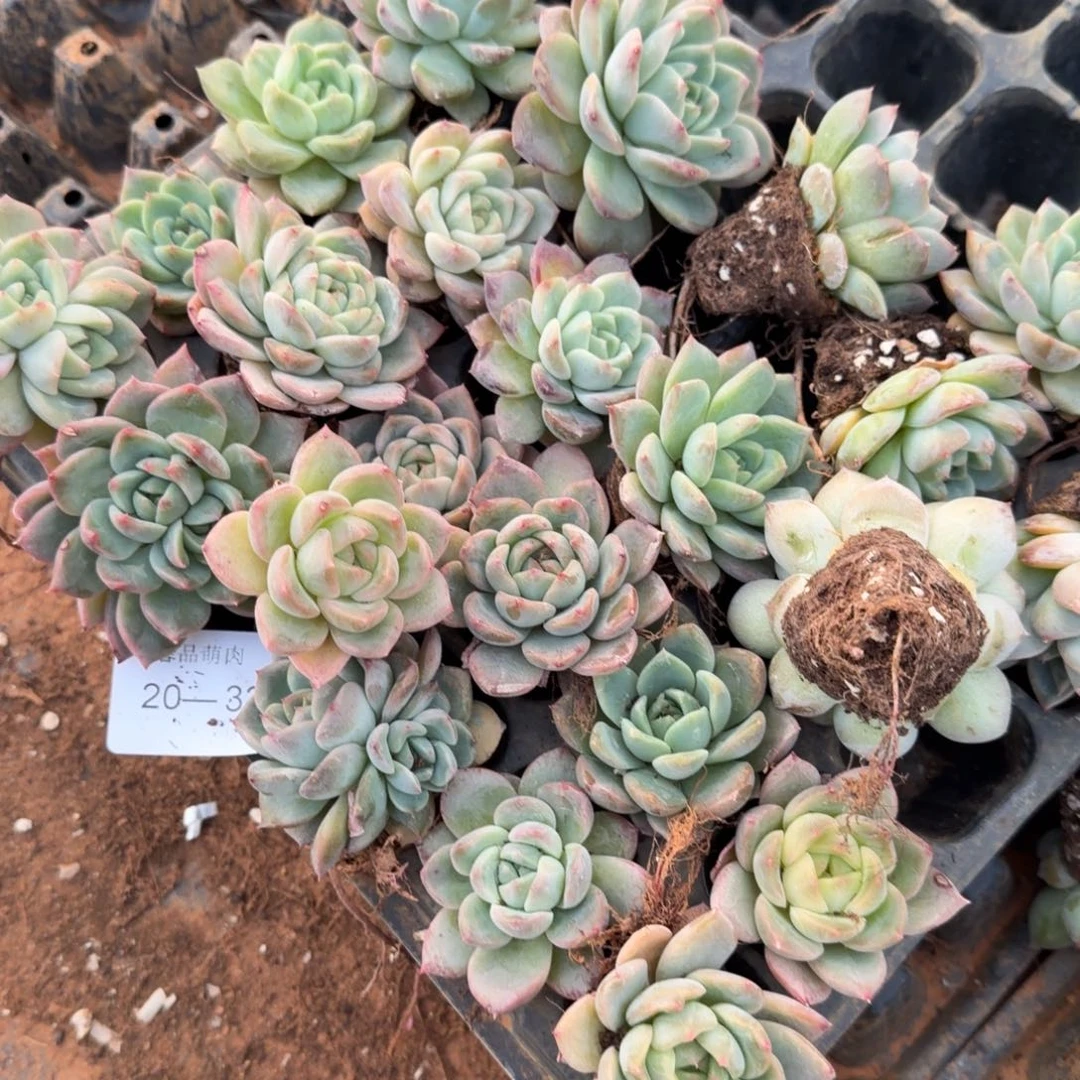 20-32紧凑的珍妮绿菜二十颗量拍侧门右三