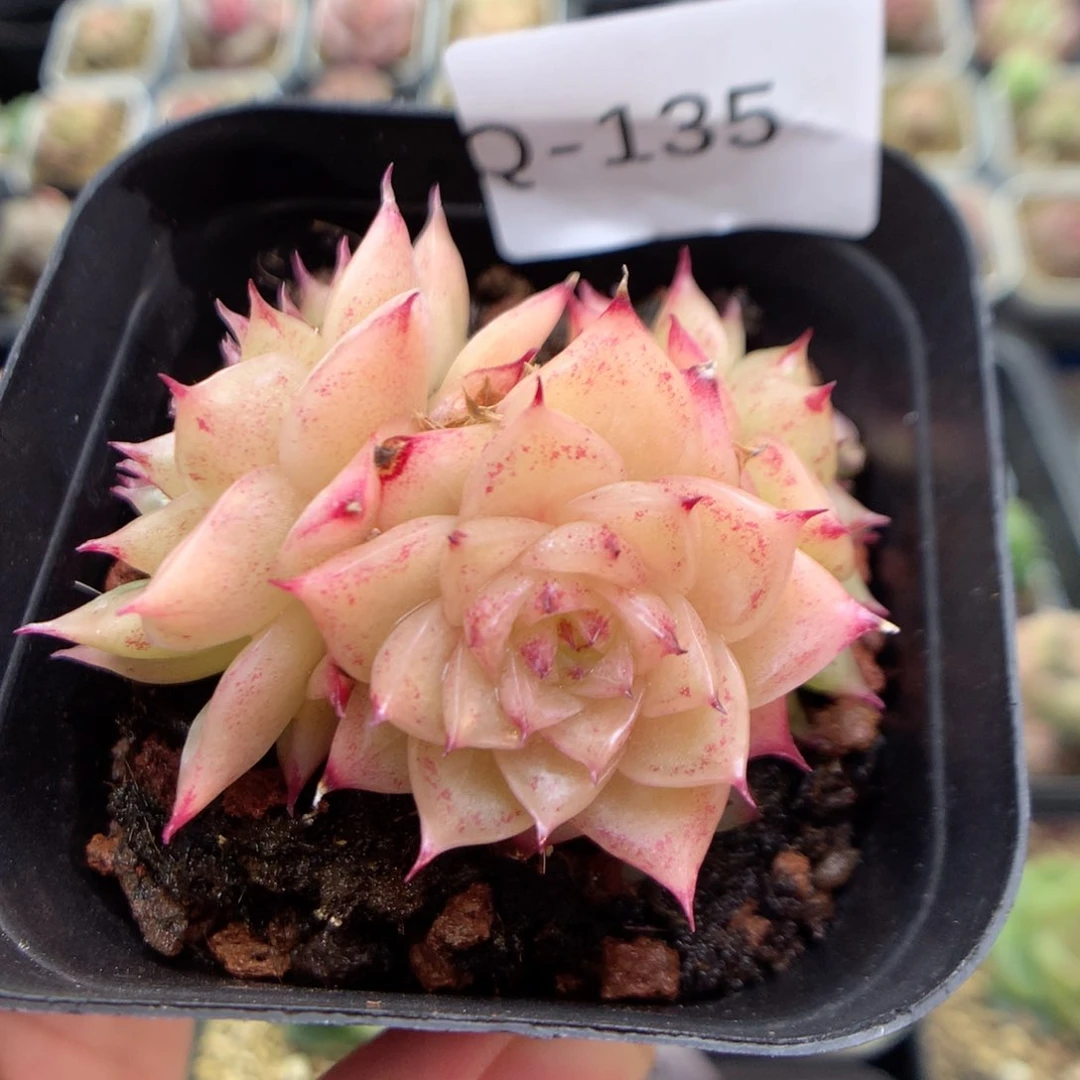 Q135 ，柿子多肉20包邮两天凑单