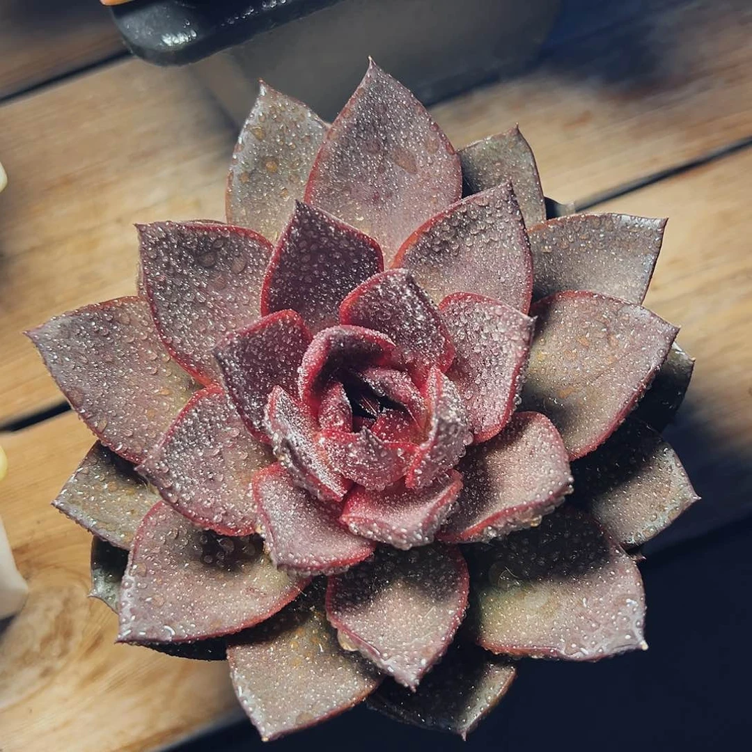 6-27-8巧克力玫瑰