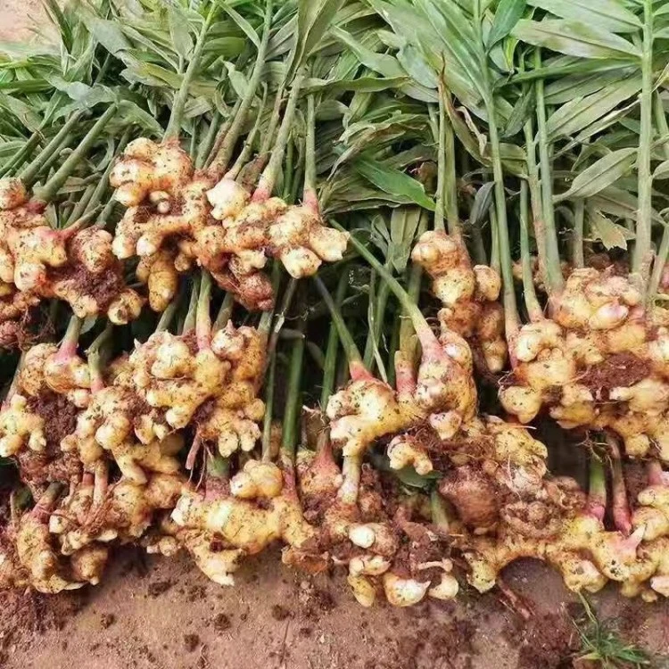 文成高山新鲜小黄姜现挖现发姜香浓郁