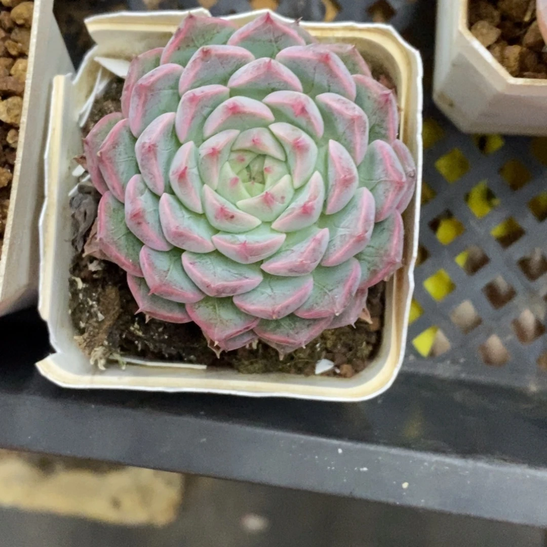 精品多肉一物一拍不包整24