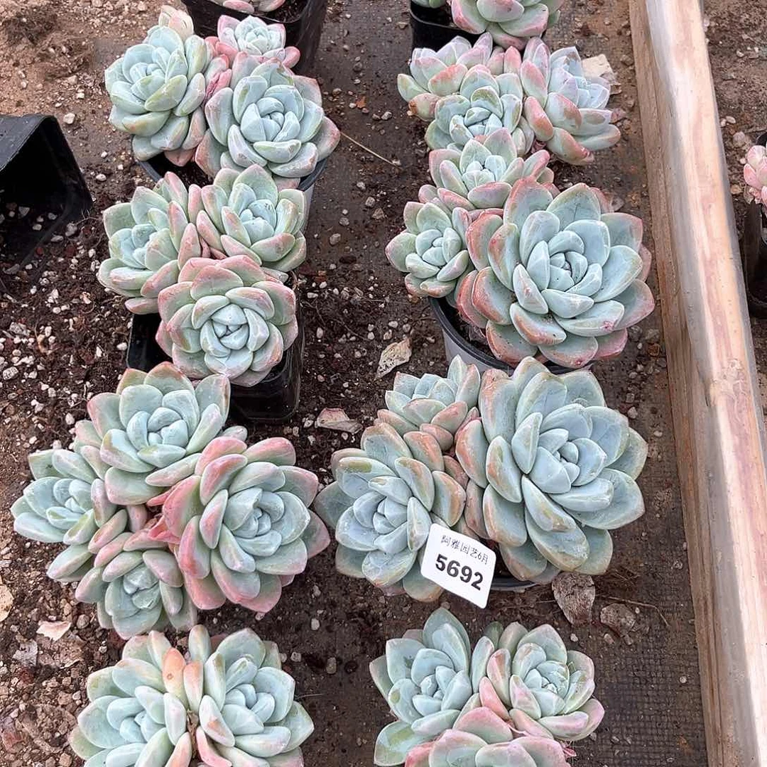 运***饰阿雅园艺。     5692冰玉多头10颗