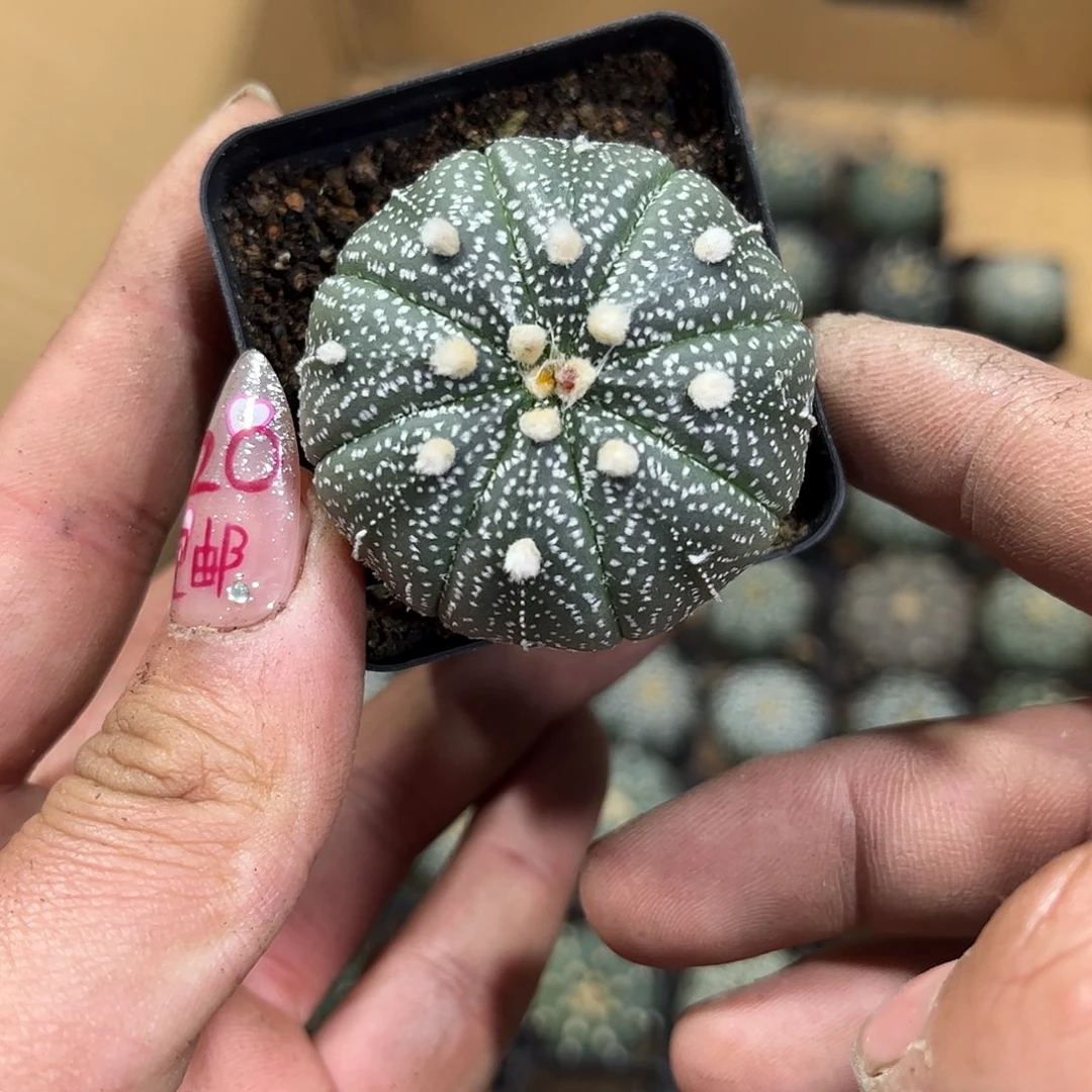 26153一物一拍单头发货