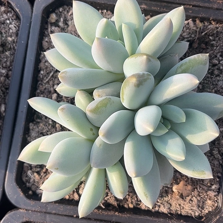 三头黄胖体哥特 尺寸 14-15