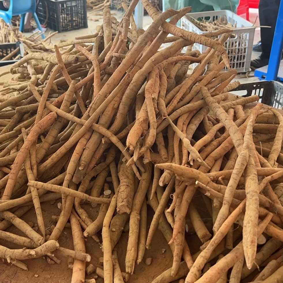 新鲜牛大力圆薯深山土特产煲汤泡酒高山金钟根农家大力薯