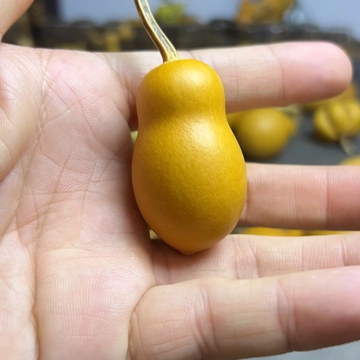 小***盆小葫芦一物一拍一个