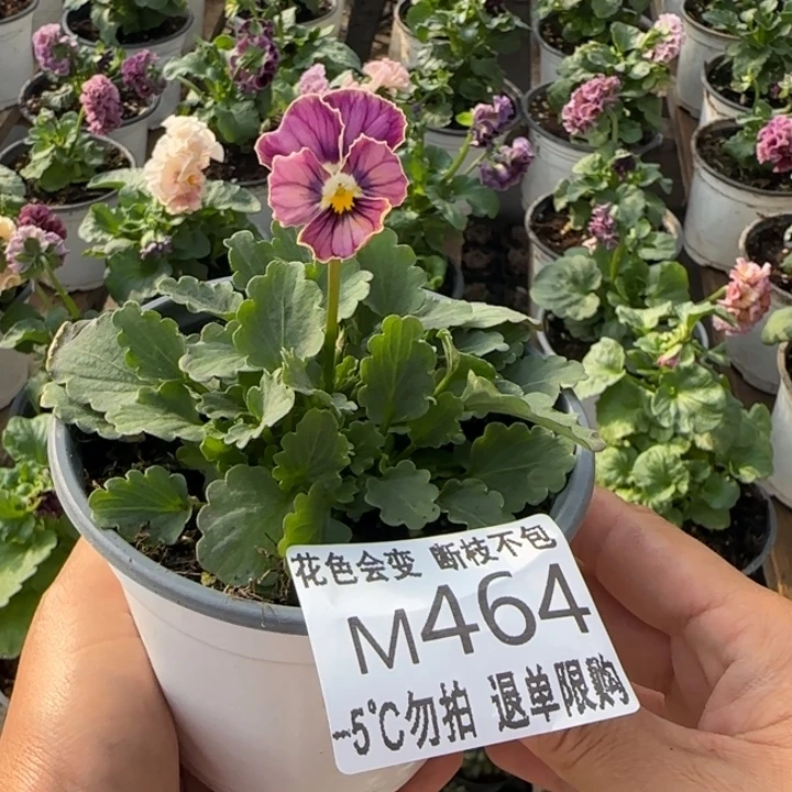 s*** 无花朵M464角堇小苗一物一拍默认苗晃