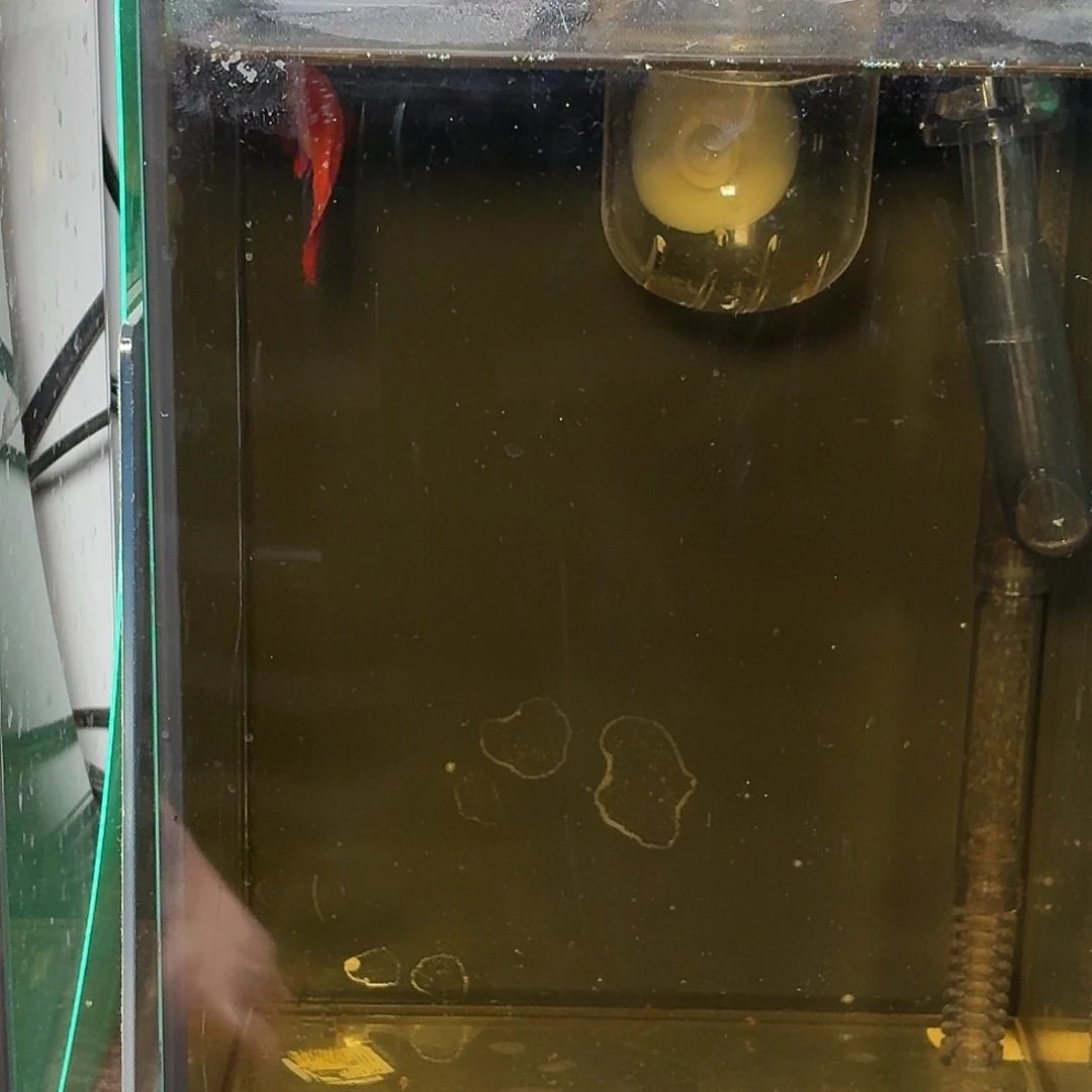 斗鱼彩金半月母鱼