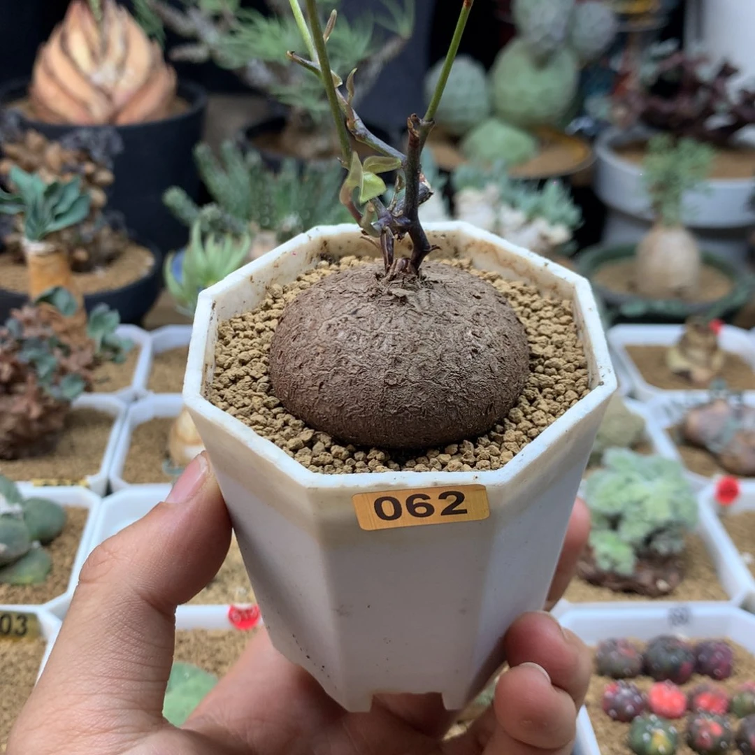 南非龟甲龙带盆发货062