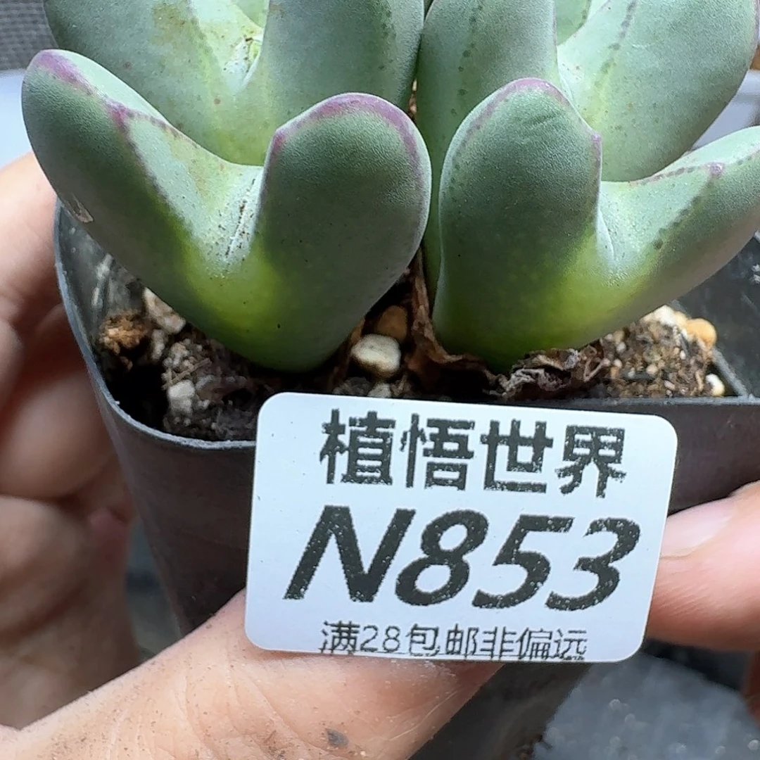 多肉植物的人生吃