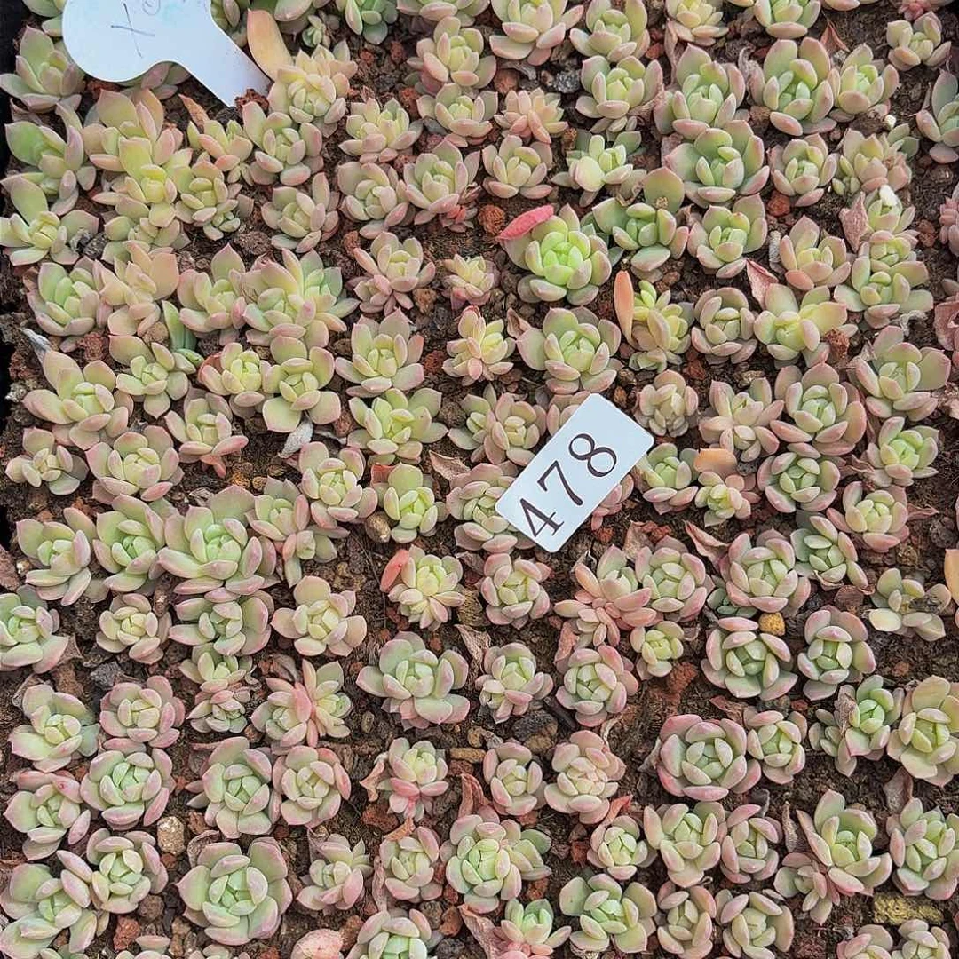 多肉植物多肉植物478