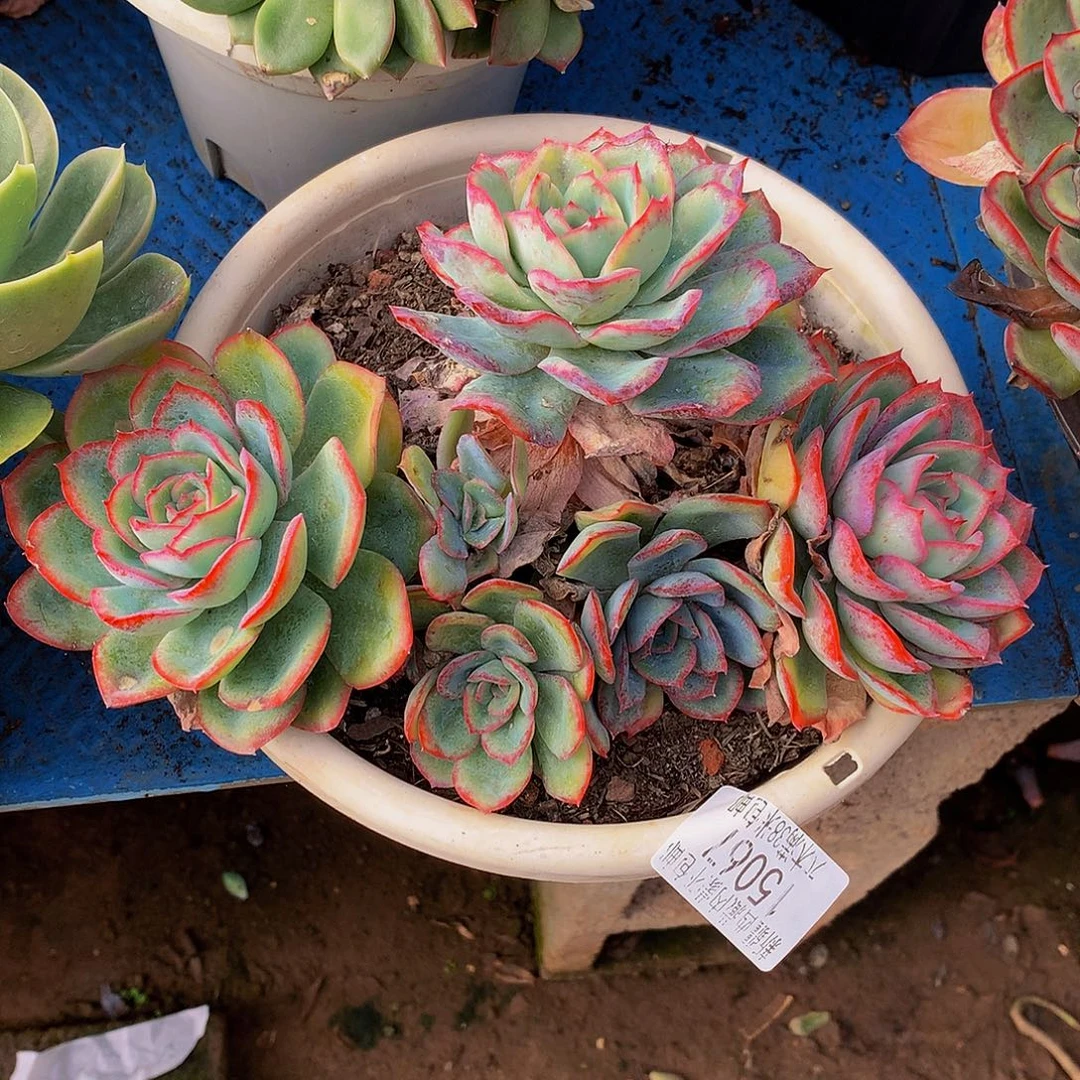 c***t    晨露多肉15067