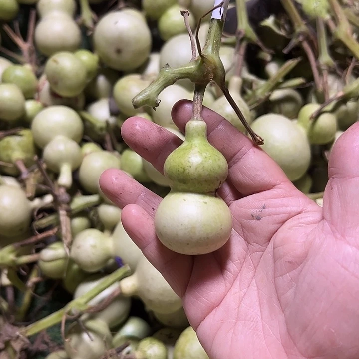 旗***x青皮包抽不包退，嘎嘎板正