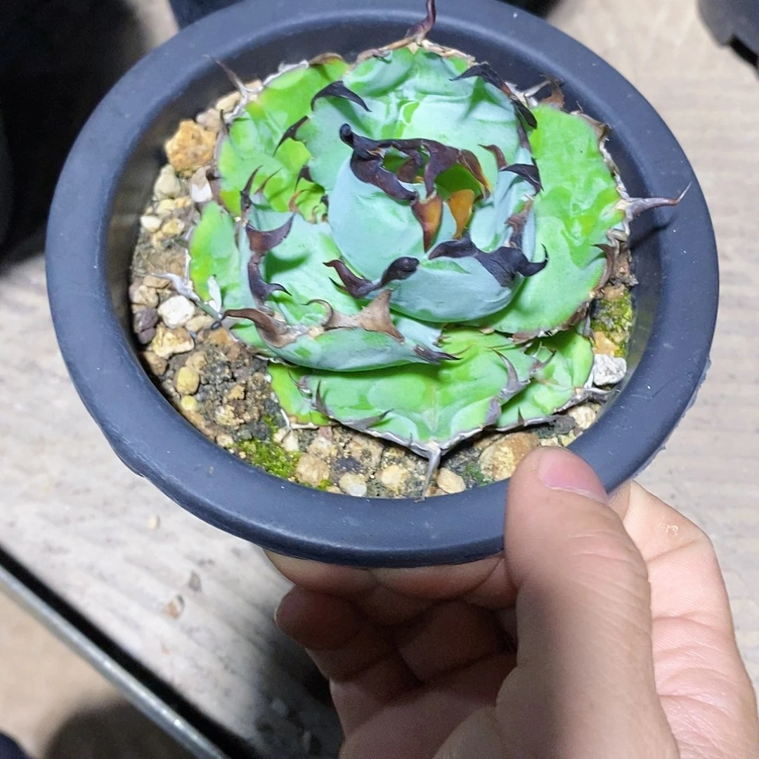 酒*多肉植物龙蛇兰植物