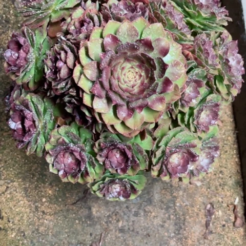 蓝*莲多肉植物万圣节锦。